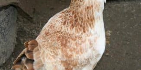 Faverole - pasmina kokoši od mesa i jaja iz francuske